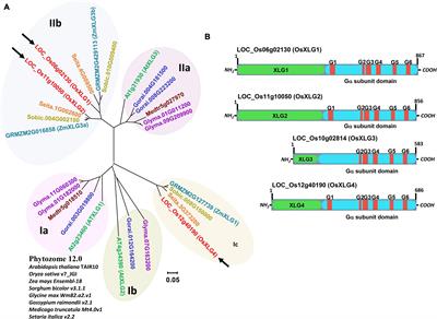 Novel Mutant Alleles Reveal a Role of the Extra-Large G Protein in Rice Grain Filling, Panicle Architecture, Plant Growth, and Disease Resistance